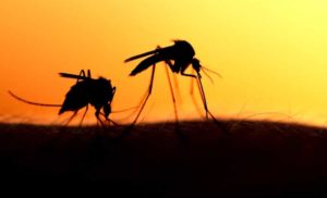 छत्तीसगढ़ में मलेरिया के मामलों में 65 प्रतिशत की कमी