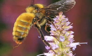 केवीआईसी ने द्वारका के एसपीजी परिसर में मधुमक्‍खी पालने वाले बक्‍से लगाए